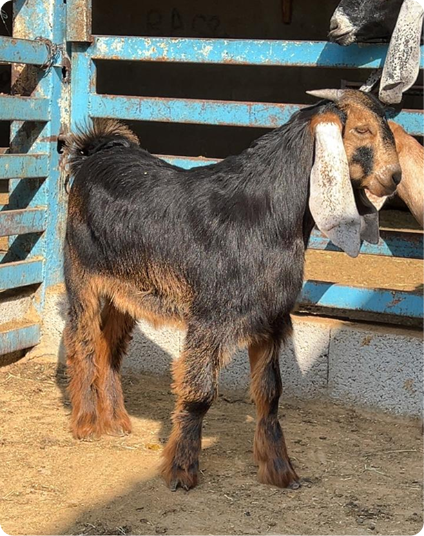 Image gallery marquee